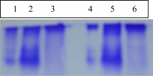 Figure 4.  (a) Gel–X-ray film contact technique and (b) zymography. Lanes 1 and 3 corresponds to the F1 and F2 saturated fraction of soybean cultivar MAUS-158. Lanes 2 and 4 corresponds to the F1 and F2 saturated fraction of soybean cultivar MAUS-61.