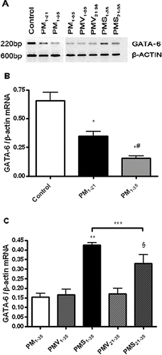 FIGURE 6 Reduction in GATA-6 mRNA expression during the development of pulmonary hypertension in pneumonectomized, MCT-treated rats that was reversed by simvastatin. (A) RT-PCR analysis of GATA-6 and β-actin gene expression in representative rat lungs from groups stated in Figure 1A and Figure 1B. (B) Relative abundance of GATA-6/β-actin mRNA expression among the 3 groups of rats stated in Figure 1A. Mean and standard deviation of GATA-6 mRNA expression normalized to β-actin is shown (n = 3/group). * P <.001 for groups PM1−21 and PM1−35 versus control; # P <.01 for group PM1−35 versus group PM1−21. (C) Relative abundance of GATA-6/β-actin mRNA expression among the 5 groups of rats stated in Figure 1B. Mean and standard deviation of GATA-6 mRNA expression normalized to β-actin is shown (n = 3/group). Simvastatin restored GATA6 mRNA expression level in diseased rats (** P <.001 for group PMS1−35 versus group PMV1−35; §P <.001 for group PMS21−35 versus group PMV21−35). Group PMS1−35 had significantly higher GATA-6 mRNA expression level than Group PMS21−35 (*** P <.01).