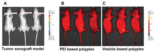 Figure 9 Successfully established tumor xenograft model (A). The passive targeted in vivo tumor accumulation of fluorescein isothiocyanate delivered by polyethylenimine (PEI)- and vesicle-based polyplexes (B and C, respectively) under the same conditions.Note: All the images were observed by the IVIS® Lumina II Imaging System (Caliper Life Sciences, Hopkinton, MA).Abbreviation: ROI, region of interest.