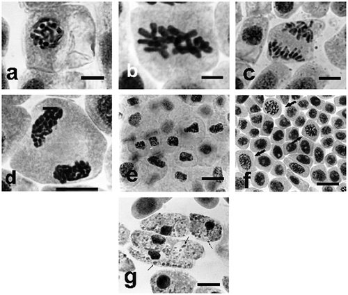 Figure 3. Changes in chromosome structure in Allium test cells following incubation in Selol solutions at concentration of 100 μg ml−1. Squeezed preparation, stained with 2% aceto-orcein, observation under a light microscope; bar = 10 μm. (a) Thickened and shortened chromosomes and light patches of karyolymph within the nucleus in cc-prophase, following 24 h incubation. (b) Turbagenic metaphase, chromosomes arranged in the metaphase plate. (c) Shortened chromosomes are normally separated during anaphase. (d) Chromatin decondensation at telophase stage. (e) Change of shape of cell nuclei (contraction and condensation of chromatin) following 48 h of incubation. (f) Stimulation of mitotic activity (arrows) after 24 h incubation in lower concentrations of Selol. (g) Transition to apoptosis and formation of apoptotic bodies (arrows) after prolonged incubation in higher concentrations of Selol.