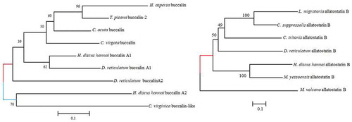 Figure 1. Phylogenetic tree of allatostatin (buccalin) A and B neuropeptide precursors. The neighbor-joining method was employed to construct the phylogenetic tree using MEGA 6 based on deduced amino acid sequence similarities. Values provided at the nodes indicate bootstrap percentages for the given split among 1000 replicates