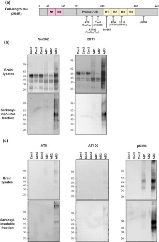 Figure 1. Immunoblot analysis of total tau and sarkosyl-insoluble tau in human brains. (a) Anti-tau antibodies used in this study were described with their recognition sites within the full-length 2N4R isoform of tau. (b) The brain lysate or sarkosyl-insoluble fraction from three cases of AD and three cases of non-demented controls were investigated by Western blot analysis with the use of phosphorylation-independent anti-tau antibodies Ser262 or 2B11. (c) The brain lysate or sarkosyl-insoluble fraction from the brains described in (b) were investigated by Western blot analysis with the use of phosphorylation-dependent anti-tau antibodies AT8 or AT100 or pS396. Molecular mass markers in kilodaltons are shown on the left.