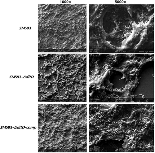 Figure 7. Scanning electron microscope observed biofilm morphology.