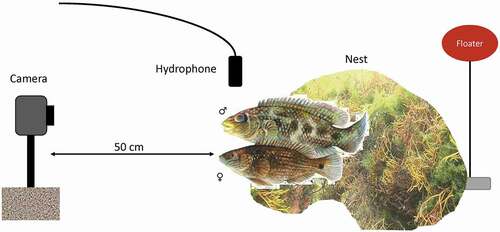 Figure 2. Schematic drawing of the experimental setup for the video and audio recording of corkwing wrasses (top: male, bottom: female) at their nest sites. Nest sites were marked with a numbered red floater. A GoPro camera tied to a stone was placed 50 cm in front of the entrance of the nest for video recording. A hydrophone was placed next to the nest entrance for audio recording. Illustration of corkwing wrasses: Stein Mortensen