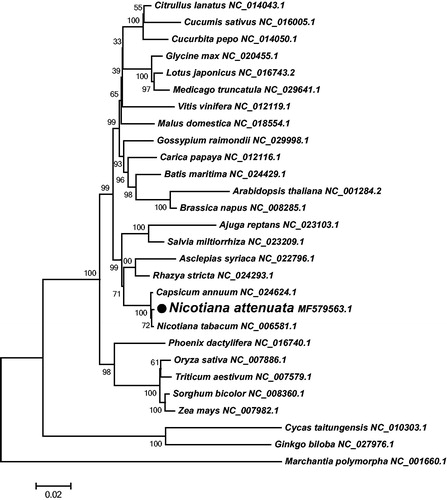 Figure 1. Neighbor-joining tree of 28 plant mt genomes based on 23 conserved protein-coding genes. Numbers on each node are bootstrap support values. Each genome’s accession number for tree construction is listed right to its scientific name.