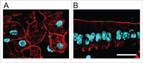 Figure 1. Polarity of IF in simple epithelia. A, B Frozen sections of formaldehyde-fixed liver (A) and small intestine epithelium (B) stained with anti-K8 antibody (red) and DAPI (light blue). Bar, 20 µm.