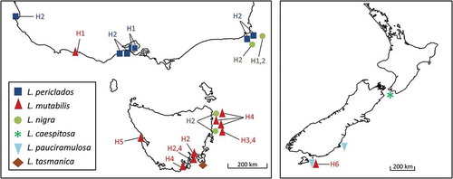 Fig. 2. Distribution of Lophurella spp. and their respective haplotypes (see Fig. 1) in Australia (left) and New Zealand (right).