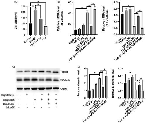 Figure 4. The effect of curcumin on the expression of E-cadherin and vimentin in BPH-1 cells. (n = 8). (A) Viability of BPH-1 cells under different treatments. (B–D) mRNA and protein expression of E-cadherin and vimentin in BPH-1 cells in each group, respectively. *p < 0.05.