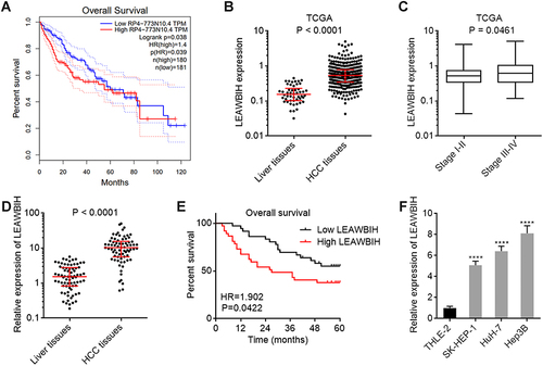Figure 1 LEAWBIH was increased and correlated with poor overall survival in HCC. (A) The correlation between LEAWBIH (RP4-773N10.4) expression and overall survival based on the TCGA-LIHC RNA-seq data, analysed by the online tool GEPIA. (B) LEAWBIH expression in 371 HCC tissues and 50 normal liver tissues, based on the TCGA-LIHC RNA-seq data. Results are presented as median with interquartile range. P < 0.0001 by Mann-Whitney test. (C) LEAWBIH expression in 257 HCC tissues with stage I–II, and 90 HCC tissues with stage III–IV, based on the TCGA-LIHC RNA-seq data. Results are presented as median with interquartile range. P = 0.0461 by Mann-Whitney test. (D) LEAWBIH expression in 73 pairs of HCC tissues and matched adjacent liver tissues was measured by qPCR. Results are presented as median with interquartile range. P < 0.0001 by Wilcoxon matched-pairs signed rank test. (E) Kaplan-Meier survival analysis of the correlation between LEAWBIH expression and overall survival in our HCC cohort containing 73 cases. HR = 1.902, P = 0.0422 by log-rank test. (F) LEAWBIH expression in immortalized liver cell line THLE-2 and HCC cell lines SK-HEP-1, HuH-7, and Hep3B was measured by qPCR. Results are presented as mean ± standard deviation (SD) of 3 independent experiments. ****P < 0.0001 by one-way ANOVA followed by Dunnett’s multiple comparisons test.