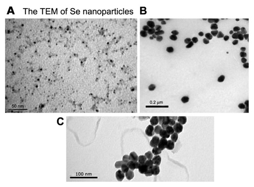 Figure 1 (A–C) Transmission electron microscopy of Se nanoparticles shows their shape and size at different magnification power.Notes: The images reveal that Se nanoparticles are 3–20 nm and spherical. Se atoms are dispersed homogeneously in solution and not agglomerated. (A) Bar 50 nm; (B) bar 0.2 μm; (C) bar 100 nm.