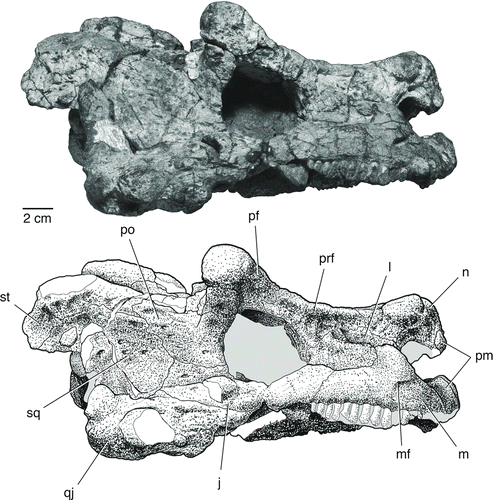 FIGURE 3 The skull of Bunostegos akokanensis (MNN MOR86). Photograph and interpretative drawing in right lateral view. Abbreviations: j, jugal; l, lacrimal; m, maxilla; mf, anterior maxillary foramen; n, nasal; pf, postfrontal; pm, premaxilla; po, postorbital; prf, prefrontal; qj, quadratojugal; sq, squamosal; st, supratemporal.