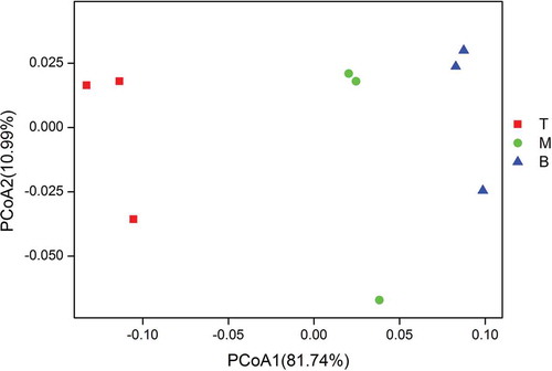 Figure 5. Principal coordinate analysis (PCoA) of weighted UniFrac distances of the bacterial communities in different samples. T: top samples; M: middle samples; B: bottom samples.