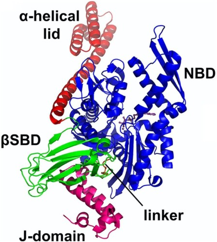 Figure 5. The structure of the complex of HSP70 bound to J-domain (HSP40) with all the domains shown as labelled. The J-domain facilitates cross talks with HSP70 through binding to both the SBD and NBD while closely packed against the linker of the HSP70 (PDB ID:5NRO) (Kityk et al. Citation2018).