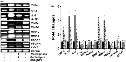 Figure 8. (A) mRNA expressions and (B) fold changes of TNF-α, IL-1β, IL-6, IL-10, TIMP-1, TIMP-2, MMP-2, MMP-9, TGF-β1, VEGF-A, and COL-1 from control, infected untreated, infected treated with gentamycin, and infected treated with SSAgNPs at day 28 were analyzed by RT-PCR. GAPDH was used as an internal control. Values represent mean ± SD. Values are statistically significant at *p < .05, **p < .01.