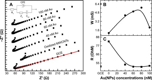 Figure 6 Electrochemical impedance spectroscopy of GCE, MWCNTs-modified GCE and Au(NP)-MWCNTs -modified GCE.Notes: (A) Nyquist plots between Z' and −Z" for GCE, MWCNT-modified GCE, 40 nM Au(NP)–MWCNT-modified GCE, 60 nM Au(NP)–MWCNT-modified GCE, 80 nM Au(NP)–MWCNT-modified GCE, and 100 nM Au(NP)–MWCNT-modified GCE in 0.1 mol L−1 K4[Fe(CN)6]. Red line in the bottom Nyquist plot represents the fitted data used to calculate the slope of linear region. Inset is the Randle circuit used for the fitting of Nyquist plots. Rs represents the solution resistance, CPE is the constant-phase element, ZW is the Warburg coefficient, Cad is the double-layer capacitance. (B, C) Plot of W and Rs as a function of Au(NPs) concentration on the surface of MWCNT nanohybrid-modified GCE.Abbreviations: Au(NPs), Au nanoparticles; GCE, glassy carbon electrode; MWCNTs, multiwalled carbon nanotubes.