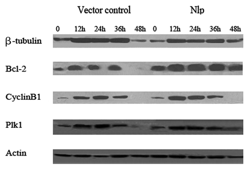 Figure 4. Nlp might upregulate the expressions of Bcl-2 protein. Two transfected cells were treated by paclitaxel for different time followed by extracting their proteins. One hundred micrograms of whole-cell protein was used for protein gel blot analysis with anti-β-tubulin, anti-Bcl-2, anti-Plk1, anti-Cyclin B1 antibody as described in materials and methods. No differences of expressions of β-tubulin, Cyclin B1 and Plk1 in two transfected cells were shown, whereas, the expression of Bcl-2 increased significantly in Nlp transfected clone.