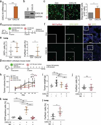 Figure 5. CXCL16 promotes NK cell chemotaxis and cytotoxicity in vivo.