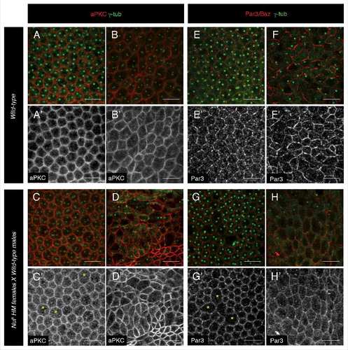 Figure 1. Cell polarity formation is not affected in nuf mutant embryos. Drosophila embryos derived from wild-type (A–B', E -F') or nufCitation1 females (C–D', G–H') were stained with the centrosome marker γ-tubulin (green, A–H) and aPKC (red, A–D and white, A′-D′) or Baz (red, E–H and white, E′-H′) both at cellular blastoderm (stage 5, A, C, E and G) or at gastrulation (stage 6, B, D, F and H). At these stages of development, no differences in the localization or levels of these apical determinants can be detected between nufCitation1 and wild-type female embryos. Yellow asterisk in C′ and G′ mark cells with more than one nucleus due to a cellularization failure typical of nuf mutants. Scale bars 10 µm.