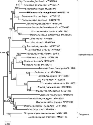 Figure 3. Maximum-likelihood (ML) phylogenetic tree reconstructed using concatenated mitochondrial genomes of E. longidorsalis and other 32 fishes. Accession numbers are indicated after the species names. The tree topology was evaluated by 1000 bootstrap replicates. Bootstrap values at the nodes correspond to the support values for ML methods.