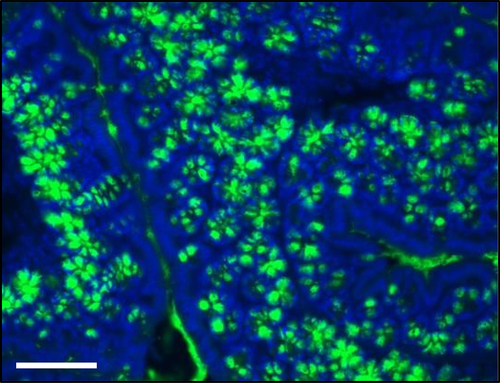 Figure 3. Photomicrograph of immunofluorescence (IF) preparation of colon stained with mucin-2 antibody. Nuclei are stained in blue. Staining was performed in 5 μm sections from paraffin embedded colon from a C57Bl/6J mouse 20 weeks age fed with chow diet. Scale = 100 μm.
