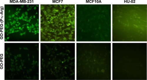 Figure 4 In vitro expression of the GFP gene coupled with GO-PEG-(P-l-Arg) after 48 h of transfection was detected by fluorescent microscope in all cell lines. Nanoplatforms enhanced cellular uptake efficacy of pDNA upon target cancer cells.Abbreviations: GO, graphene oxide; PEG, polyethylene glycol; P-l-Arg, poly-l-arginine.