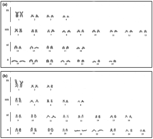 Figure 1. Karyotypes with conventional Giemsa staining of Oligosarcus paranensis from (a) Três Bocas Stream; and (b) Quexada River.