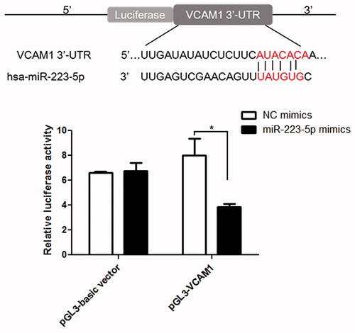 Figure 7. Interaction between miR-223-5p and VCAM-1 determined using luciferase reporter assay.*p < 0.05 vs. NC mimics.