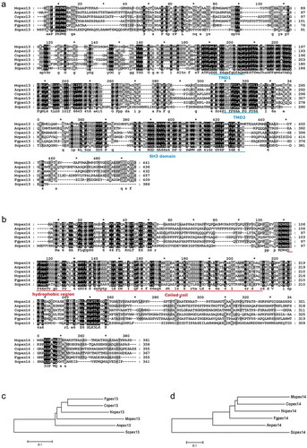 Figure 1. Sequences of Pex13 homologs and Pex14 homologs in fungal species. (a-b) The putative protein sequences of Pex13 and Pex14 homologs, Anpex13 (XP_659115) and Anpex14 (CBF76374.1) from Aspergillus nidulans, Copex13 (ENH77396.1) and Copex14 (ENH79683.1) from Colletotrichum orbiculare, Fgpex13 (XP_011316361) and Fgpex14 (XP_011328505.1) from Fusarium graminearum, Mopex13 (XP_003718970.1) and Mopex14 (XP_003717914.1) from Magnaporthe oryzae, Ncpex13 (XP_965021.3) and Ncpex14 (XP_957540.1) from Neurospora crassa, and Scpex13 (KZV09435.1) and Scpex14 (KZV11075.1) from Saccharomyces cerevisiae were retrieved and aligned using ClustalX. Identical amino acids are highlighted against a black background, conserved residues against a dark gray background, and similar residues against a light gray background. The putative conserved transmembrane domain 1 (TMD1) and 2 (TMD2) domain and SH3 domain in the Pex13 proteins are underlined in blue. The putative hydrophobic region and coiled-coil structure in the Pex14 proteins are underlined in red. The phylogenetic relationships of the Pex13 homologs (c) and the Pex14 homologs (d) respectively were calculated using the neighbor joining method in the MEGA 6.0 software.