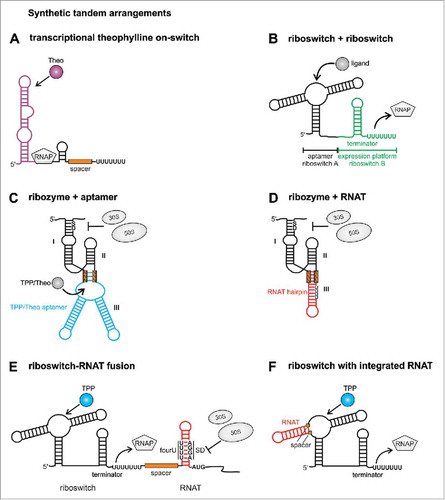 Figure 2. Synthetic tandem riboswitches. (A) The theophylline aptamer domain was coupled to an expression platform resulting in the first synthetic transcriptional on switch. (B) An RNA chimera consisting of aptamers and expression platforms from different riboswitches was designed without the need of a communication module. (C) An aptazyme was constructed by fusing the hammerhead ribozyme to the TPP or theophylline aptamer, respectively. (D) The temperature responsive fourU RNAT hairpin was substituted against hairpin III of the hammerhead ribozyme leading to temperature dependent mRNA cleavage. (E) Tandem arrangement of riboswitch and RNAT leads to transcriptional and translational control by the two inputs ligand binding and temperature sensing. (F) An RNAT is integrated into a riboswitch aptamer resulting in a temperature controlled riboswitch. RNAP: RNA polymerase, TPP: thiamine pyrophosphate, Theo: theophylline, fourU: fourU motif, SD: Shine Dalgarno sequence, AUG: translational start codon. Positions of inserted spacers or communication modules are labeled with orange boxes.