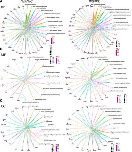 Figure 7 The GO functional enrichment circle map of DEPs between groups. (A) BP. (B) MF. (C) CC. The left side of the graph represents the WF/WC group, while the right side represents the WS/WC group. The brown circles and the different colored line segments represent different items. The different colors indicate the difference in fold change, with red being the largest and blue the smallest. The size of the circles represents the number of proteins enriched in the item.