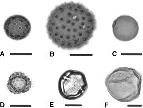 Figure 2. Pollen found in boll weevils collected in the Southern Rolling Plains, Southern Blacklands (Cameron) and Winter Garden (Uvalde) eradication zones. A. Cheno-Am, Amaranthus palmerii. B. Malvaceae, cotton, Gossypium hirsutum. C. Poaceae, grass. D. Asteraceae ‘low spine’ #13. E. Anacardiaceae, poison ivy, Toxicodendron radicans. F. Portulacaceae, flameflower, Phermeranthus sp. Scale bars – 50 μm (B), 20 μm (A, C–F).