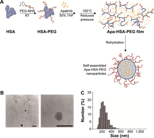 Figure 1 Preparation and characterization of Apa-HSA-PEG nanoparticles.Notes: (A) Schematic diagram of the preparation of Apa-HSA-PEG nanoparticles. (B) TEM images and (C) particle size distribution of Apa-HSA-PEG nanoparticles. All scale bars =500 µm.Abbreviations: Apa-HSA-PEG, apatinib-loaded human serum albumin-conjugated polyethylene glycol; TEM, transmission electron microscope; NHS, N-hydroxysuccinimide; RT, room temperature; THF, tetrahydrofuran.