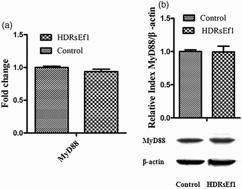 Figure 5. mRNA and protein levels of MyD88 in HT-29 cells stimulated by HDRsEf1 (1 × 108 CFU/mL) for 3 h. 80% confluence HT-29 cells were incubated with HDRsEf1, (a) the mRNA level of MyD88 was determined by qRT-PCR, (b) the protein level of MyD88 was determined by Western blot. Intensities of proteins bands were calculated from the peak area of densitograms by using an image software. Results represent means ± standard deviations from three independent experiments.