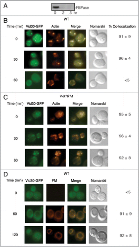 Figure 3 Vid30-GFP is associated with actin patches and FM-containing compartments. (A) Wild-type cells expressing Vid30-GFP were glucose starved and shifted to glucose for 0, 2 and 3 h. FBPase degradation was then examined. (B) The distribution of Vid30-GFP and actin patches was determined. (C) rvs161Δ cells expressing Vid30-GFP were re-fed with glucose and the distribution of Vid30-GFP and actin patches was examined. (D) Wild-type cells expressing Vid30-GFP were transferred to glucose-containing medium in the presence of FM for the indicated periods. The distribution of Vid30-GFP and FM was visualized using fluorescence microscopy.