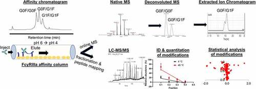 Figure 1. Overall analytical workflow of the native affinity LC-MS analyses and fraction collection for LC-MS peptide mapping