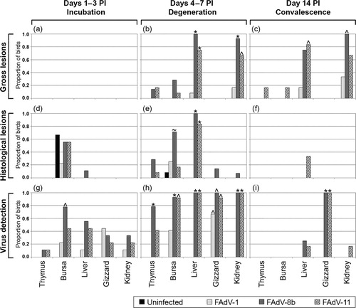 Figure 2. The proportion of birds in each experimental group with gross lesions, histological lesions and virus detection in each tissue examined during each of the proposed disease stages, i.e. incubation (days 1–3 PI, nine birds per group), degeneration (days 4–7 PI, 12 birds per group except for the FAdV-8b inoculated group with 14 birds) and convalescence (day 14 PI, six birds per group except for the FAdV-8b inoculated group with four birds). ^Significantly different from uninfected group. *Significantly different from uninfected group and FAdV-1 inoculated group. ~Significantly different from uninfected group and FAdV-11 inoculated group.