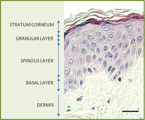 Figure 1. Histology of normal human skin (haematoxylin and eosin; scale bar = 25 μm).