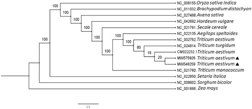 Figure 1. Maximum-likelihood phylogenetic tree base on 15 chloroplast genomes. The accession numbers are shown in the figure. Bootstrap support values based on 1000 replicates are displayed on each node. Zea mays as outgroup. Labeled by black triangle are T. aestivum in this study.