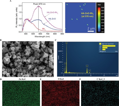 Figure 1 Characterization of nanoparticles.Notes: (A) The photoluminescence (PL) spectra were measured at room temperature using the 325-nm line of a HeCd laser as the excitation source. Emitted light was collected by a lens and analyzed using a grating monochromator and a GaAs photomultiplier tube scanning electron microscope (SEM) images. (B) SEM images of Rh2HAZnO. (C) EDS spectrum of complete element distribution. (D–F) Element analytical maps of Zn, oxygen, and carbon.