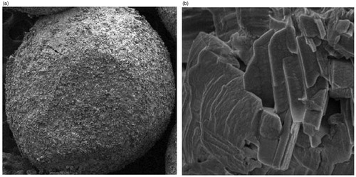 Figure 2. SEM photographs of (a) CCA-CPG-A beads (b) chitosan coat on the beads.