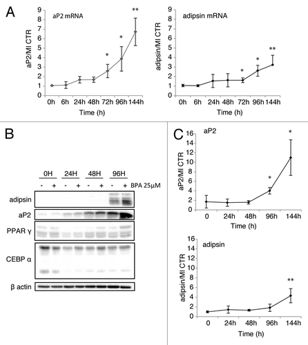 Figure 6. High dose BPA upregulates aP2 and adipsin in the absence of PPARγ or C/EBPα induction.(A) mRNA levels of aP2 (left panel) and adipsin (right panel) standardized against control β-actin mRNA levels and expressed as fold over MI + vehicle control at the indicated time points (n = 5). (B) Protein levels of the indicated proteins by western blot. (C) Analysis of western blots of aP2 and adipsin protein levels quantified using the BioRad ImageLab software represented as fold increase of aP2 or adipsin respectively, over MI + vehicle and normalized to β-actin protein levels (n = 3). Error bars represent SD (*P < 0.05, **P < 0.01).