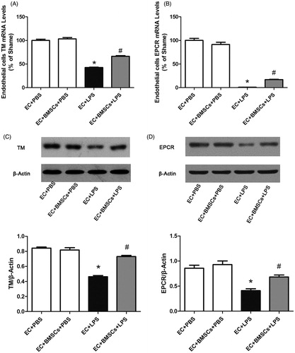 Figure 2. Endothelial cells in co-culture systems were collected 6 h after LPS stimulation. (A) RNA and (B) protein expression levels of TM in endothelial cells were determined by real-time PCR and western blot, respectively. RNA (C) and protein (D) expression levels of EPCR in endothelial cells were determined. TM and EPCR expression in each sample was normalized to the expression of β-actin. Each blot was quantified by densitometry analysis. Data were compared by Student’s t-test; *p < 0.05 versus the sham group; #p < 0.05 versus the CLP control group.