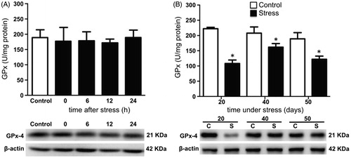 Figure 5. Total glutathione peroxidase (GPx) activity and phospholipid hydroperoxide glutathione peroxidase (GPx-4) expression in the testis of stressed rats. (A) One stress session did not cause modifications in the activity and expression of enzyme at 0, 6, 12, and 24 hours post-stress. One-way ANOVA. (B) Total GPx activity in the testes of males stressed chronically for 20, 40, and 50 consecutive days decreased significantly. The expression of the GPx-4 was determined by Western blot (bottom panel). Western blot analysis showed that solely at 20 days of stress decreased the GPx-4 expression. The values of the graph show the mean ± SD (n = 5). Two-way ANOVA. Tukey-Kramer post-test. *p < 0.05 compared with their respective control group.