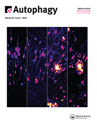 Cover image for Autophagy, Volume 20, Issue 1, 2024