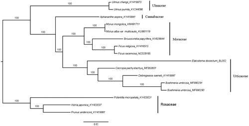 Figure 1. Phylogenetic tree reconstructed by maximum likelihood (ML) analysis based on chloroplast genome sequences from 16 species of Rosales, numbers upon branches are assessed by ML bootstrap.