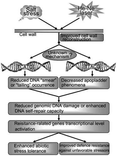 Fig. 7. Schematic of a putative mechanism through which cell wall polysaccharides are protected against physicochemical damages induced by salt stress that result in plant cell wall structure reconstruction.