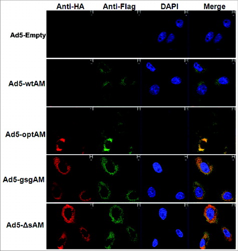 Figure 2. Subcellular Localization of Ag85A and Mtb32. Vero cells were seeded and infected with respective rAd5 vectors carrying different forms of Ag85A-Mtb32 fusion genes, an Ad5-Empty was used as a control. After 48 hours, the cells were labeled with FITC-labeled anti-Flag antibody and PE-labeled anti-HA antibody and subsequently stained with DAPI. Images were viewed and photographed using a fluorescence microscope.