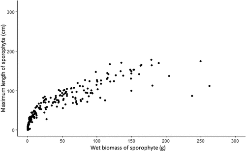 Figure 3. Relationship between the wet biomass and maximum length of sporophytes of Saccharina latissima (n = 231) from all individuals sampled across both cultivation periods.