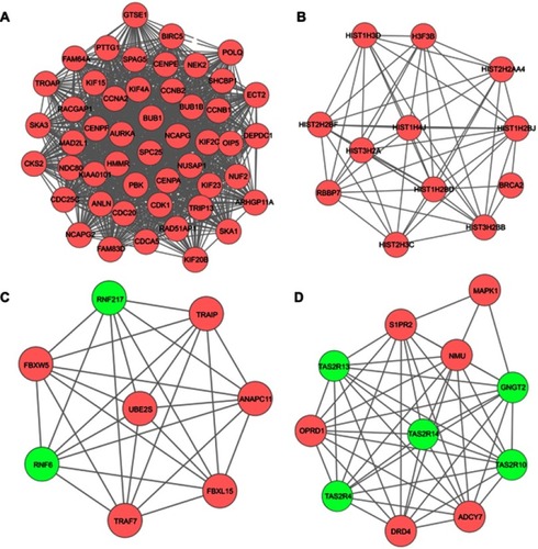 Figure 6 PPI network of the MM-maintained HGMMGs involved in Module 1 (A), 2 (B), 3 (C) and 4 (D). Pink nodes denote the up-regulated genes, while green nodes denote the down-regulated genes; PPI, protein–protein interaction; HGMMGs, HG-induced metabolic memory-involved genes.