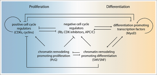 Figure 4. Robust control over the proliferation versus differentiation decision. A regulatory network of cell cycle regulators, transcription factors, lineage-specific SWI/SNF complexes and chromatin modification complexes mediates the all-or-nothing transition from proliferating precursors to differentiated post-mitotic cells.